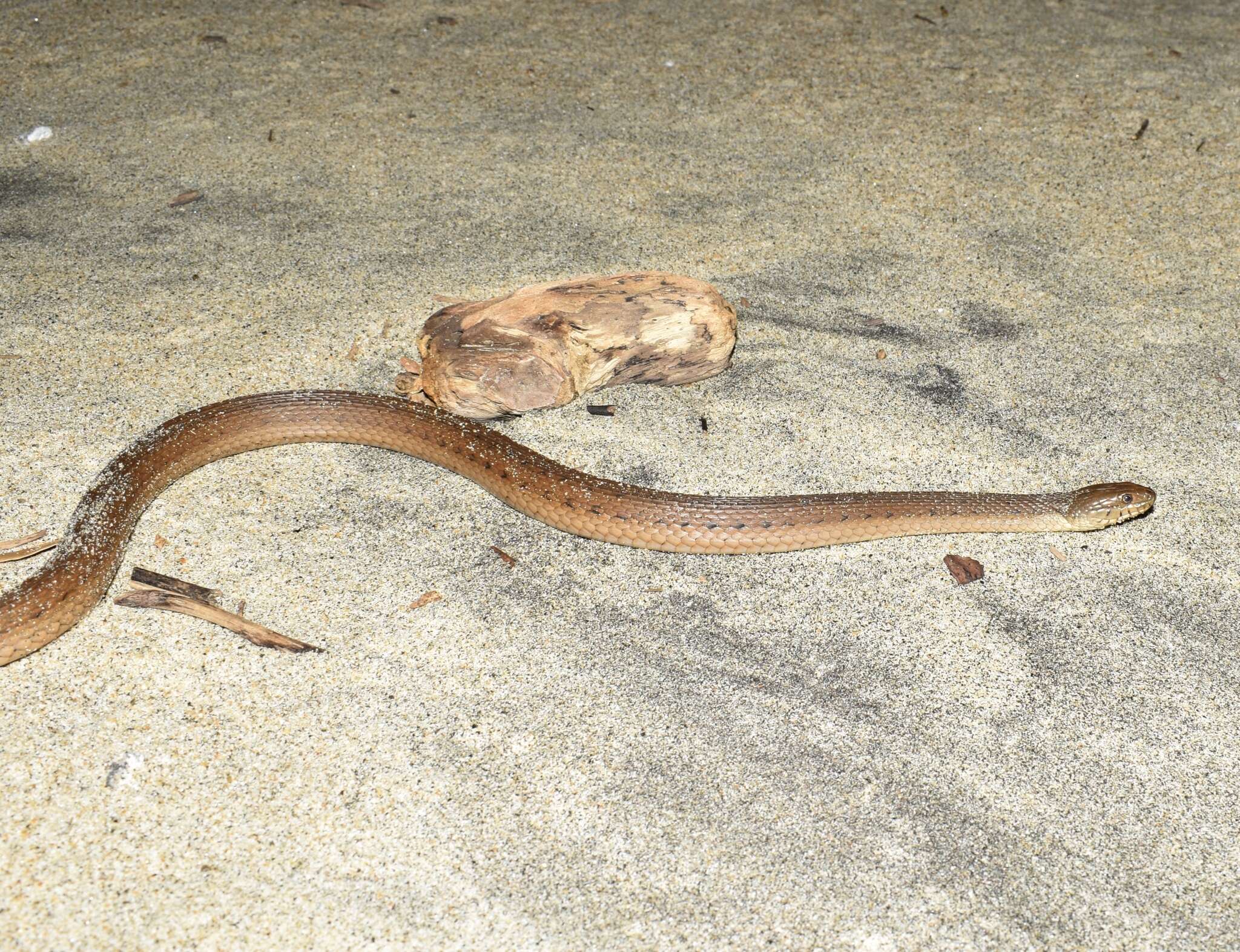 Thamnophis validus (Kennicott 1860) resmi