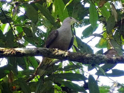 Image of Ducula cuprea Jerdon 1840