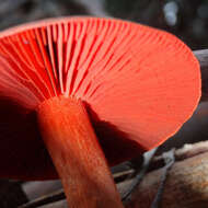 Image of Dermocybe splendida E. Horak 1983