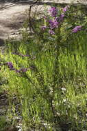 Image of Holly-leaved Mirbelia