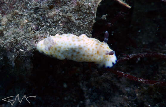 Image of Pale gold and purple slug