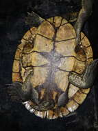 Image of Manning River snapping turtle