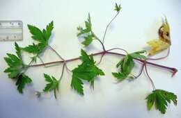 Image of Siberian geranium