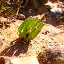 Image of Monilaria obconica H. D. Ihlenfeldt & S. Jorgensen