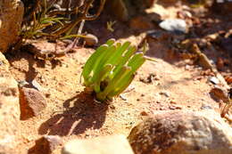 Monilaria obconica H. D. Ihlenfeldt & S. Jorgensen resmi