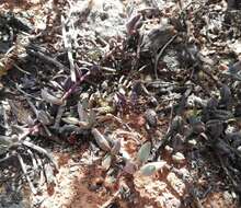 Image of Brittle Adromischus
