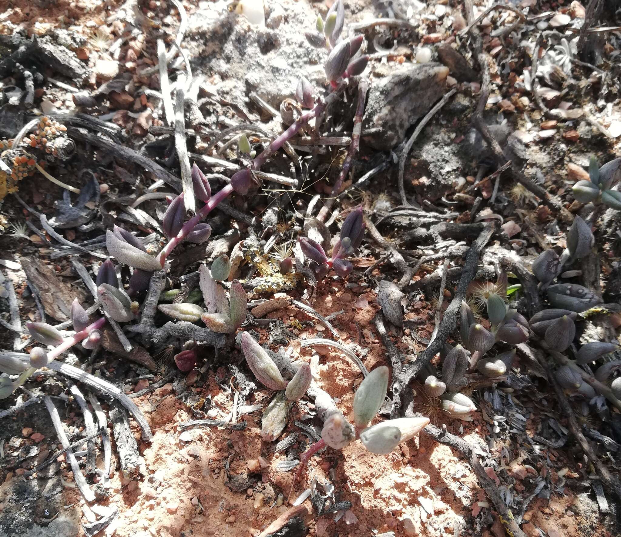 Image of Brittle Adromischus