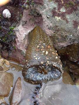 Image of Felimida macfarlandi (Cockerell 1901)