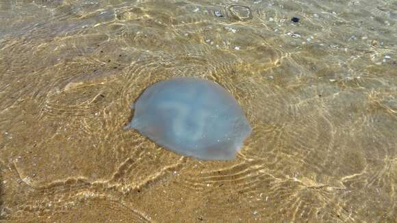 Image of Jelly Blubber