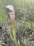 Image of pitcherplant