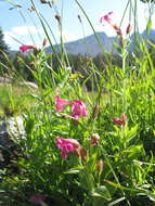 Image of Great Purple Monkey-Flower