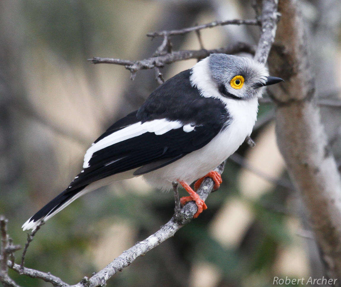 Image of White Helmet Shrike