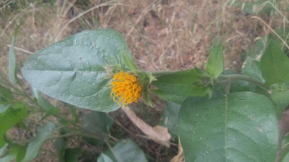 Image of Coville's mule-ears