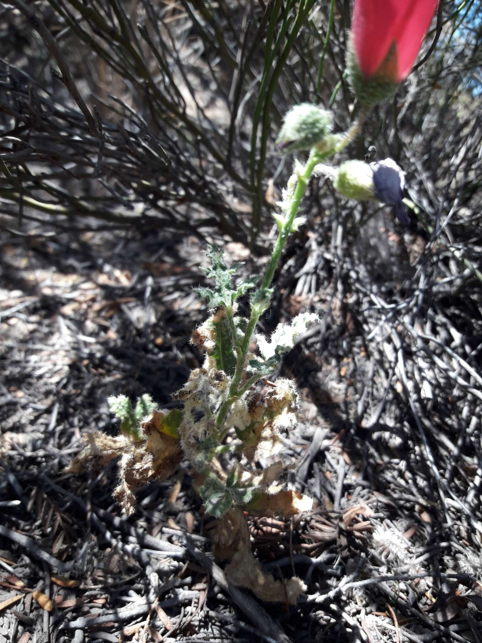 Image of Lecanophora heterophylla (Cav.) Krapov.