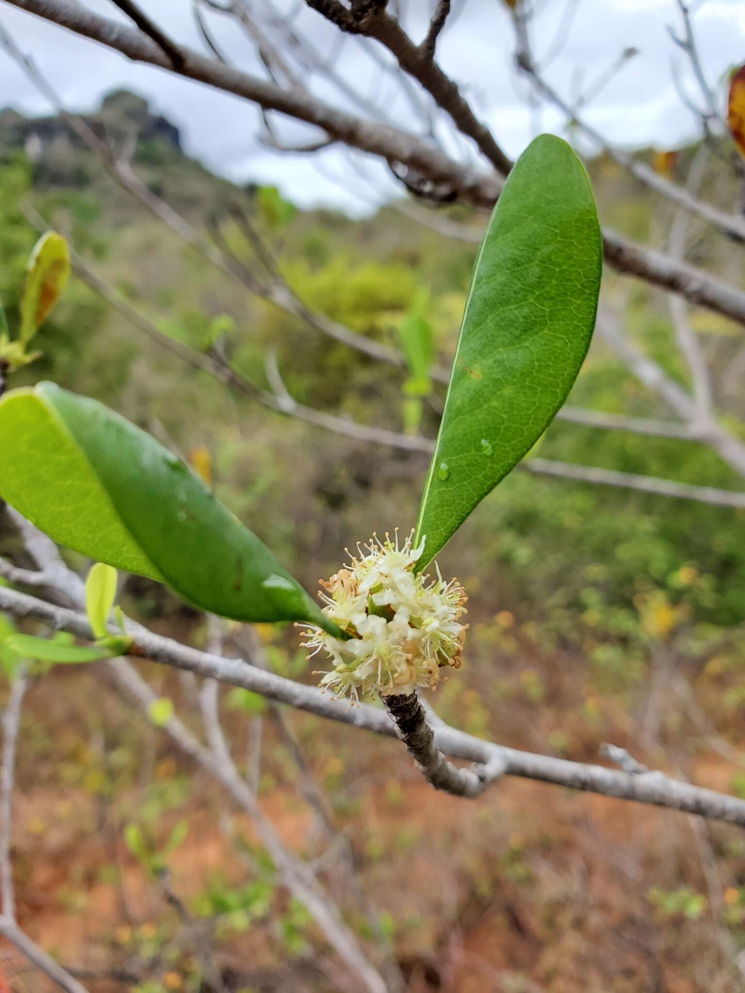 Imagem de Erythroxylum platyclados Boj.