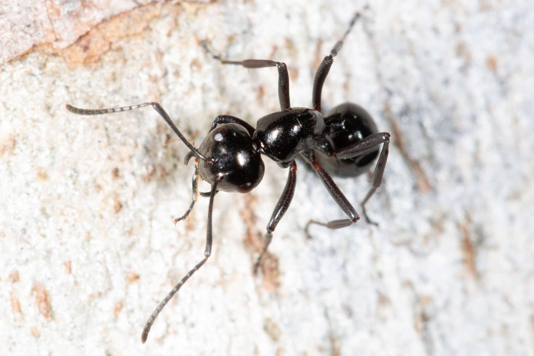 Image of Polyrhachis pilosa Donisthorpe 1938