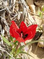 Tulipa systola Stapf的圖片