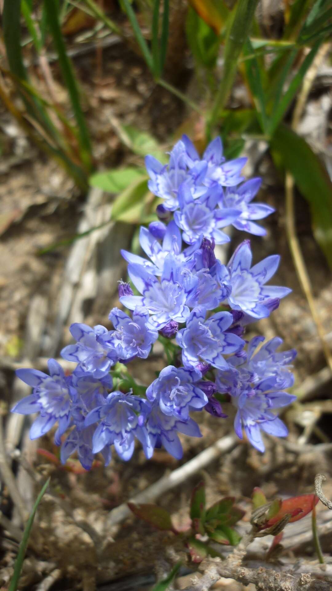 Image of Codonorhiza corymbosa (L.) Goldblatt & J. C. Manning