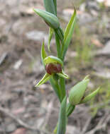 Calochilus robertsonii Benth.的圖片