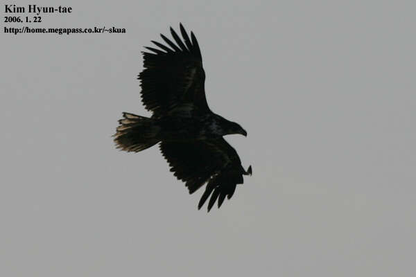 Image of White-tailed Eagle