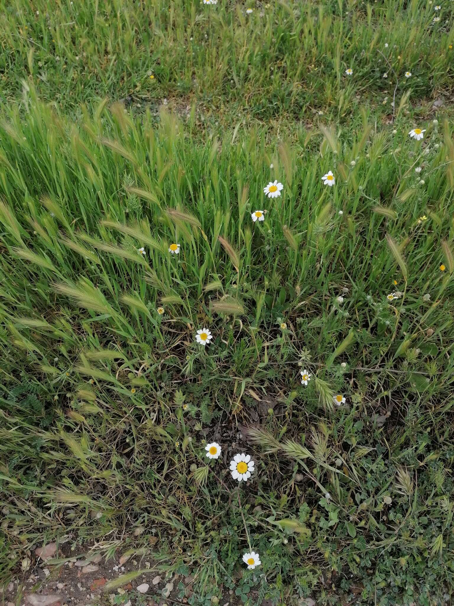 Anthemis arvensis L. resmi