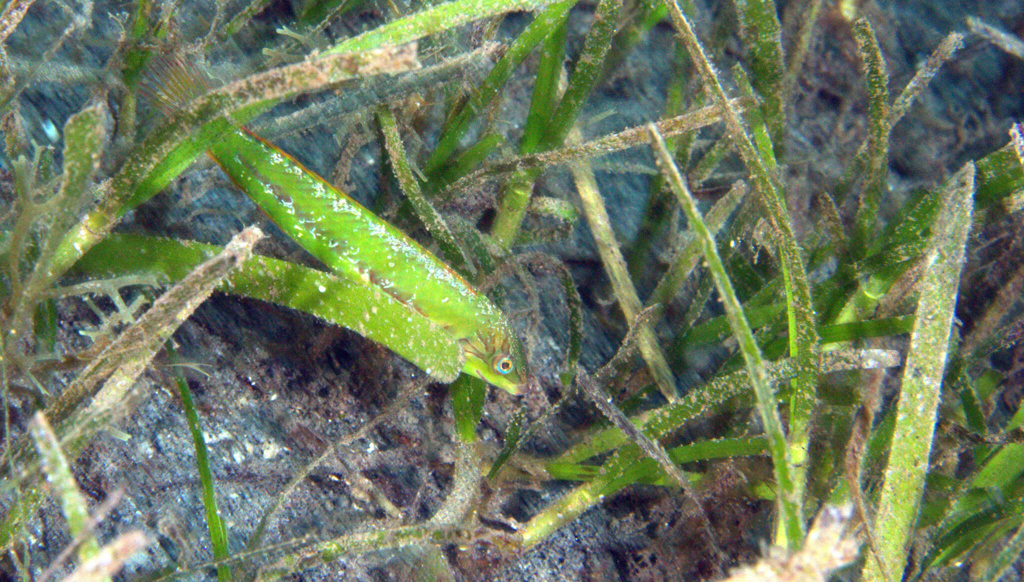 Image of Novaculoides