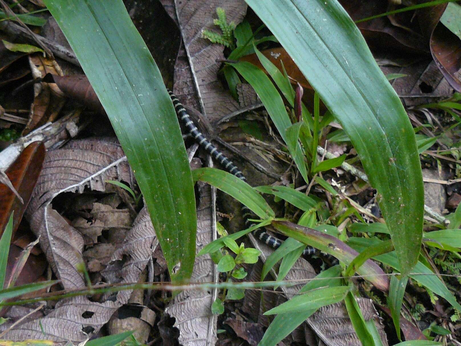 Imagem de Micrurus mipartitus decussatus (A. M. C. Duméril, Bibron & A. H. A. Duméril 1854)