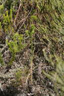 Image of Bulbine favosa (Thunb.) Schult. & Schult. fil.