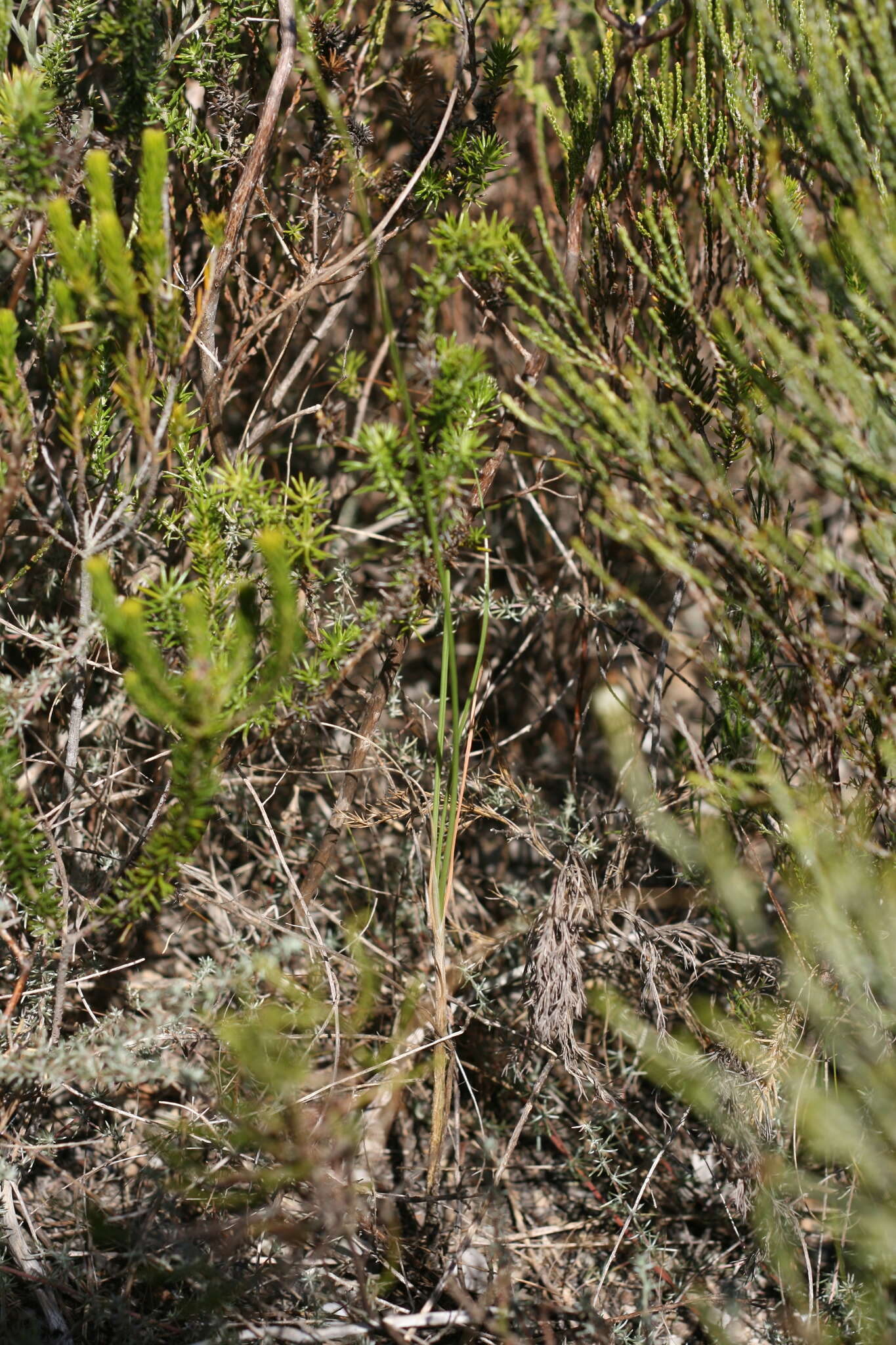 Image of Bulbine favosa (Thunb.) Schult. & Schult. fil.