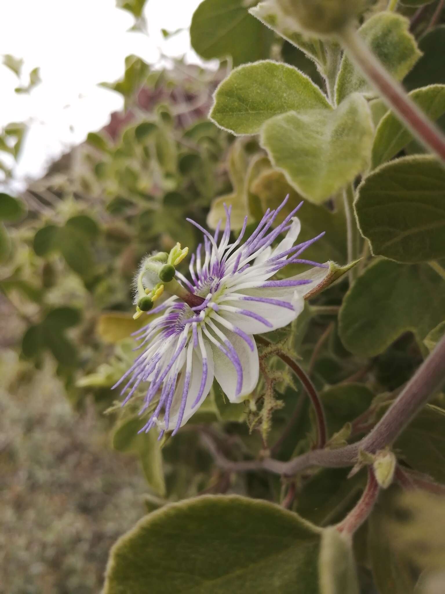 Passiflora arida (Mast. & Rose) Killip的圖片