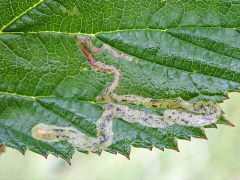 Imagem de Agromyza filipendulae Spencer 1976