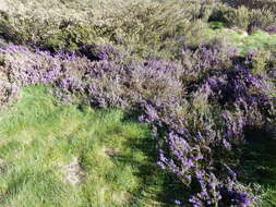 Image of Alpine Hovea