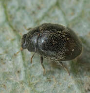 Image of Spider mite destroyer