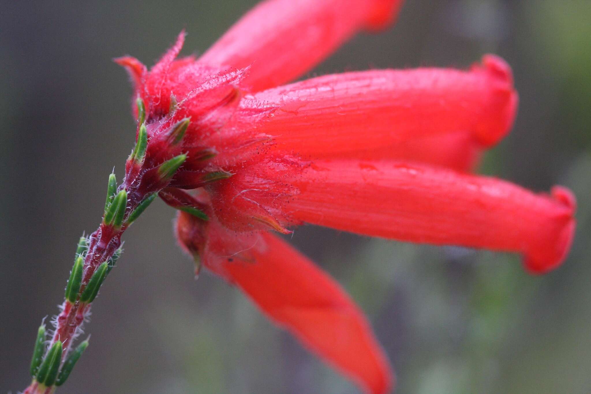 Image of <i>Erica <i>cerinthoides</i></i> subsp. cerinthoides