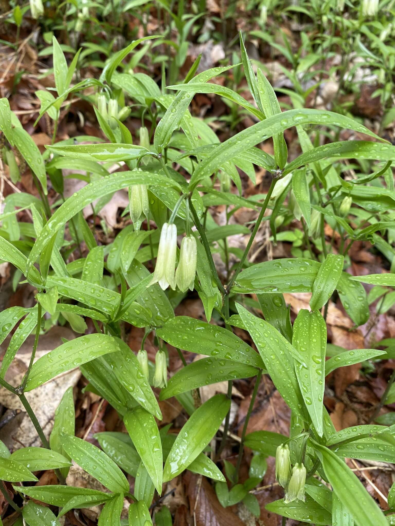 Image of Disporum sessile D. Don ex Schult. & Schult. fil.