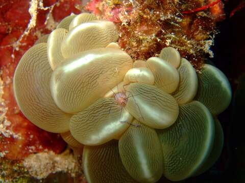 Image of Bubble coral shrimp