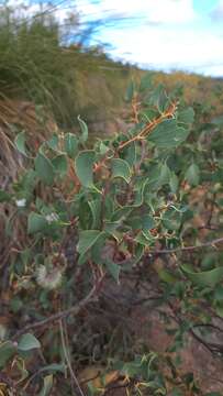 Imagem de Hakea petiolaris Meissn.