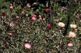 Image of Helichrysum wilmsii Moeser