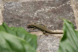 Image of Ornate Girdled Lizard