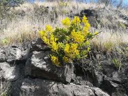 Image of tree stonecrop