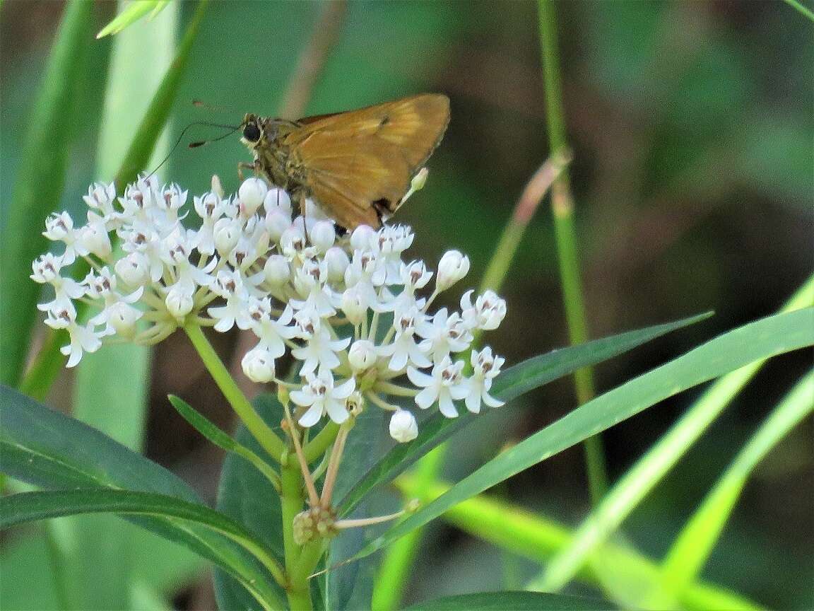 Image of Byssus Skipper