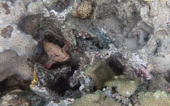 Image of Blue-spotted grouper