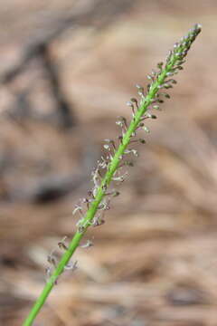 Image of Ehrenberg's adder's-mouth orchid