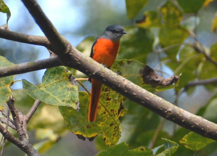 Image of Grey-chinned Minivet