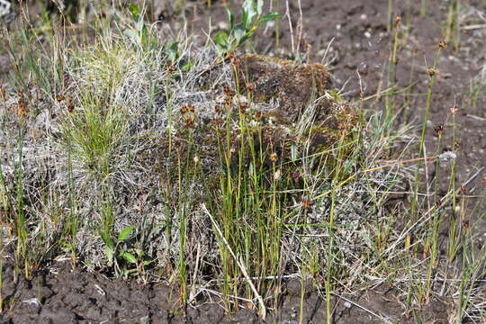 Imagem de Juncus castaneus subsp. leucochlamys (V. J. Zinger ex V. I. Krecz.) Hultén