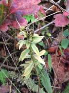 Image of Columbian whitetop aster