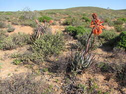 Aloe krapohliana Marloth resmi