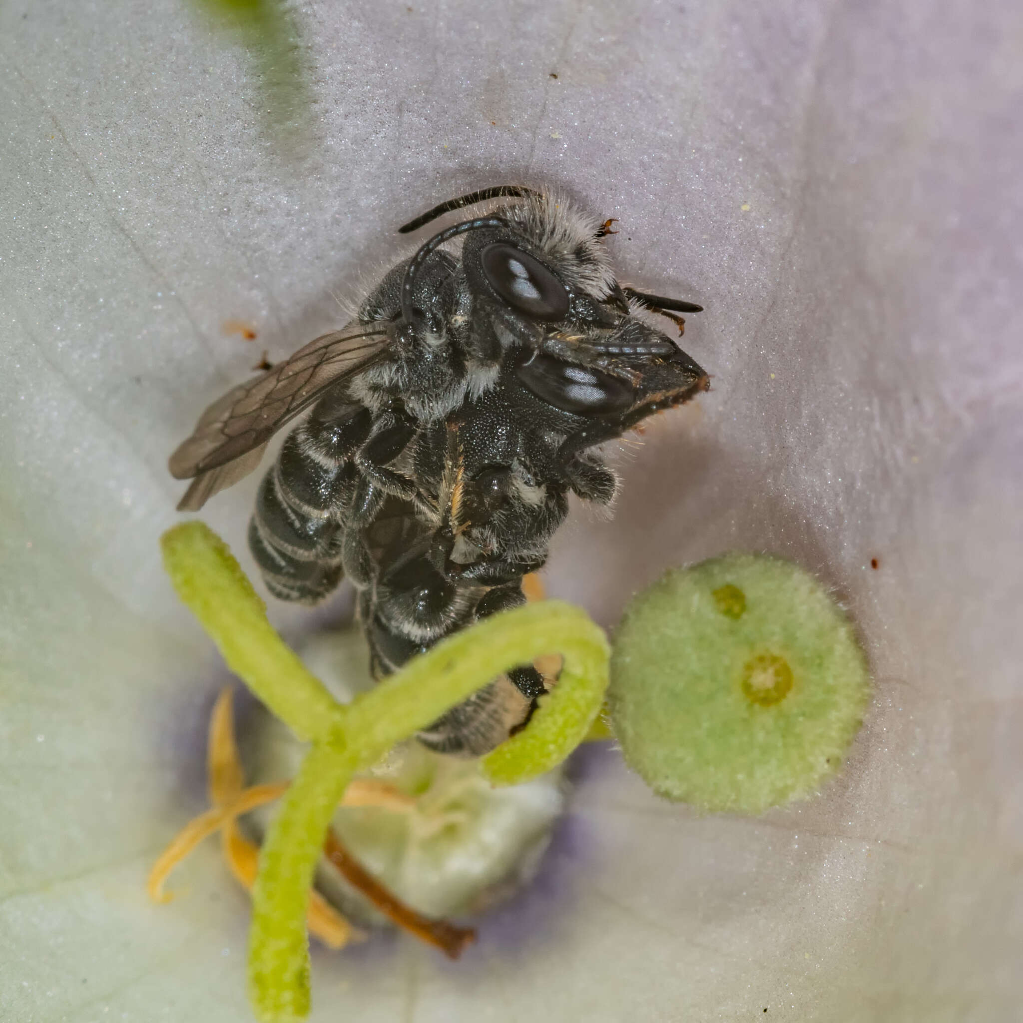 Image of Bellflower Resin Bee