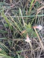 Imagem de Mimulus gracilis R. Br.