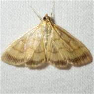 Image of Pale-winged Crocidophora moth